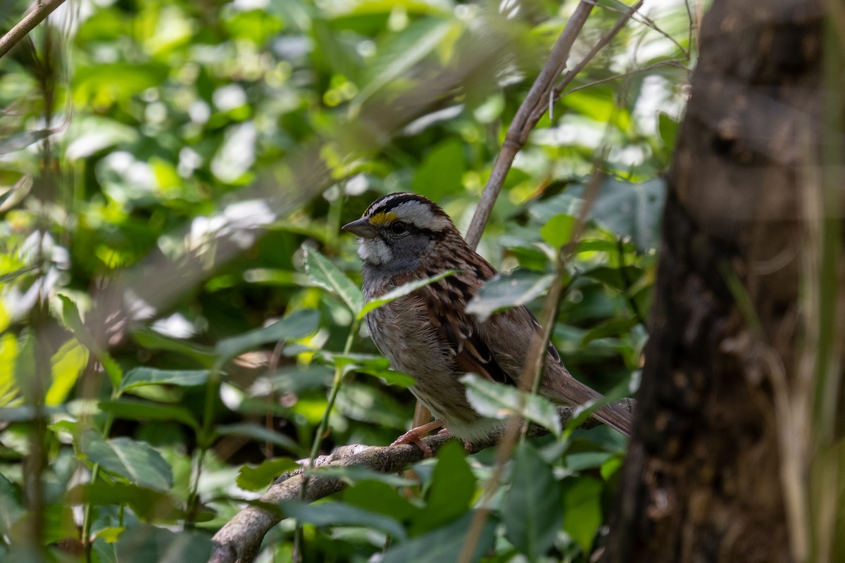 White-throated Sparrow - ML617948891