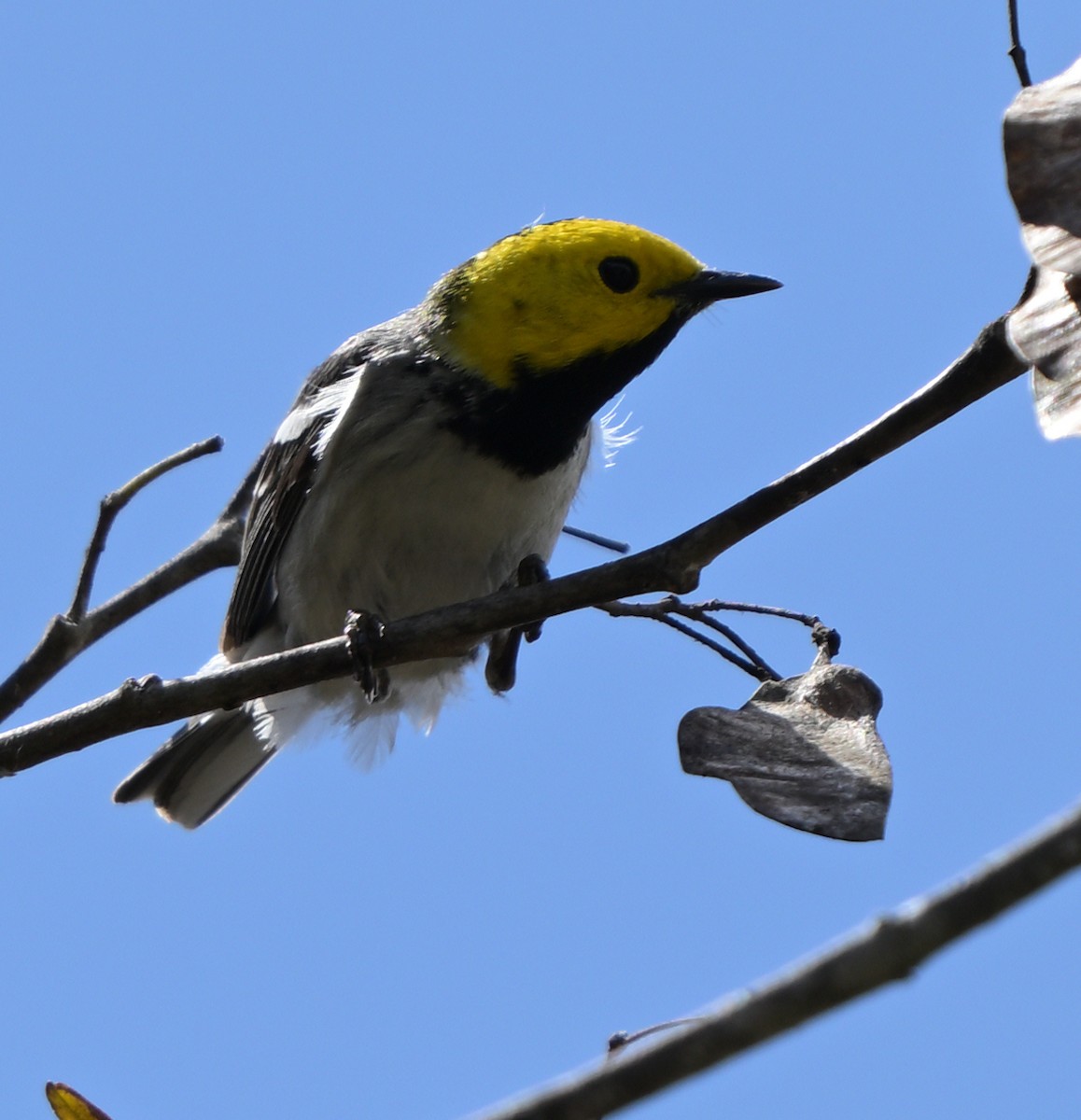 Hermit Warbler - Lisa Ruby
