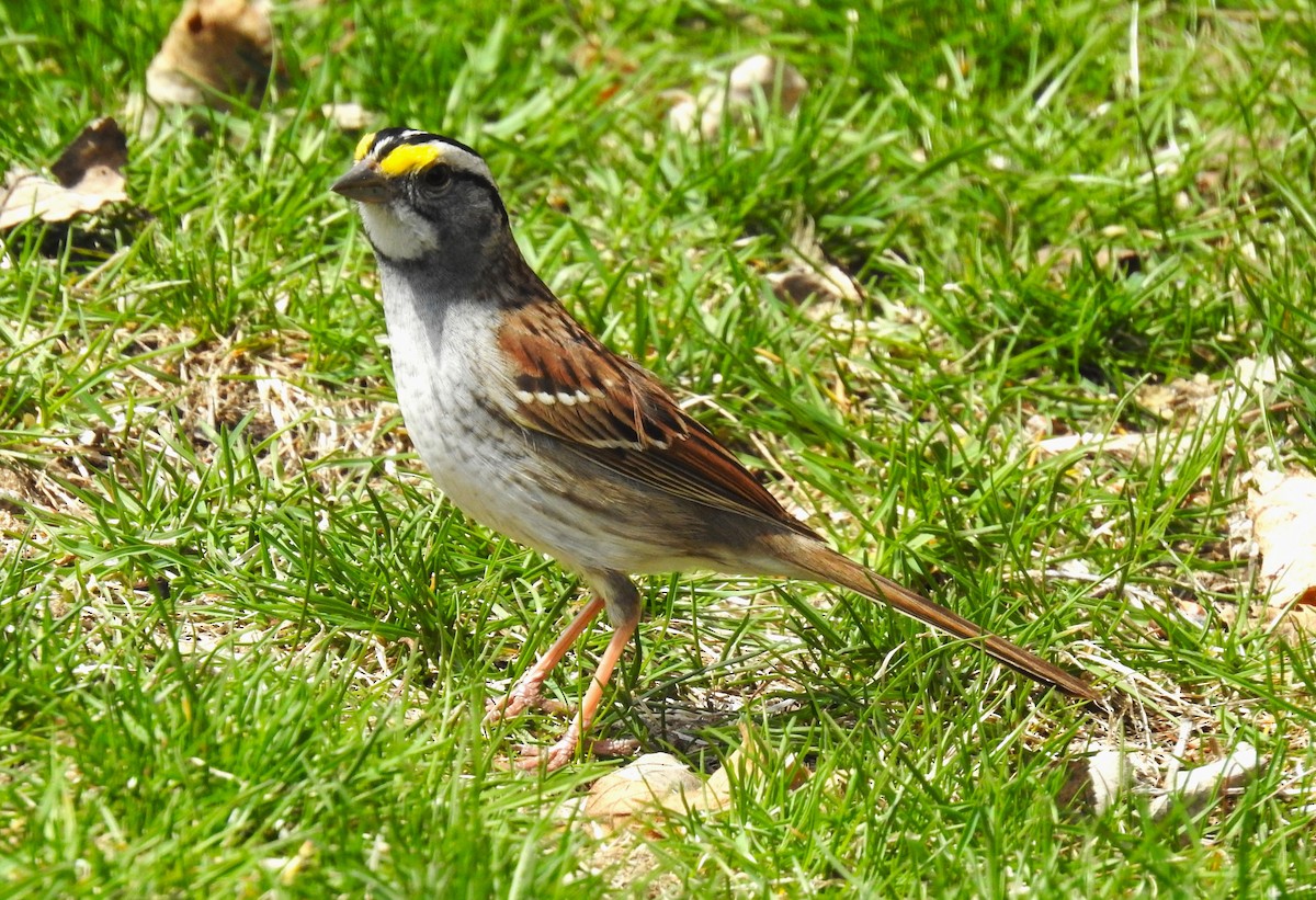 White-throated Sparrow - Les Gunderson