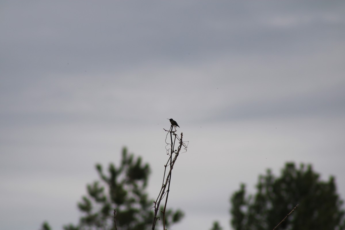 Ruby-throated Hummingbird - ML617948985