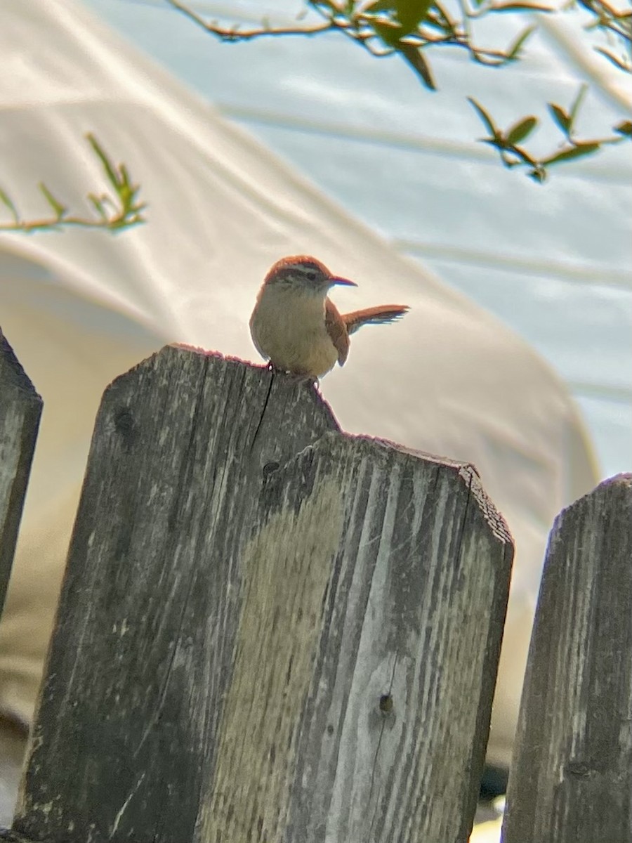 Carolina Wren - Aya Howard