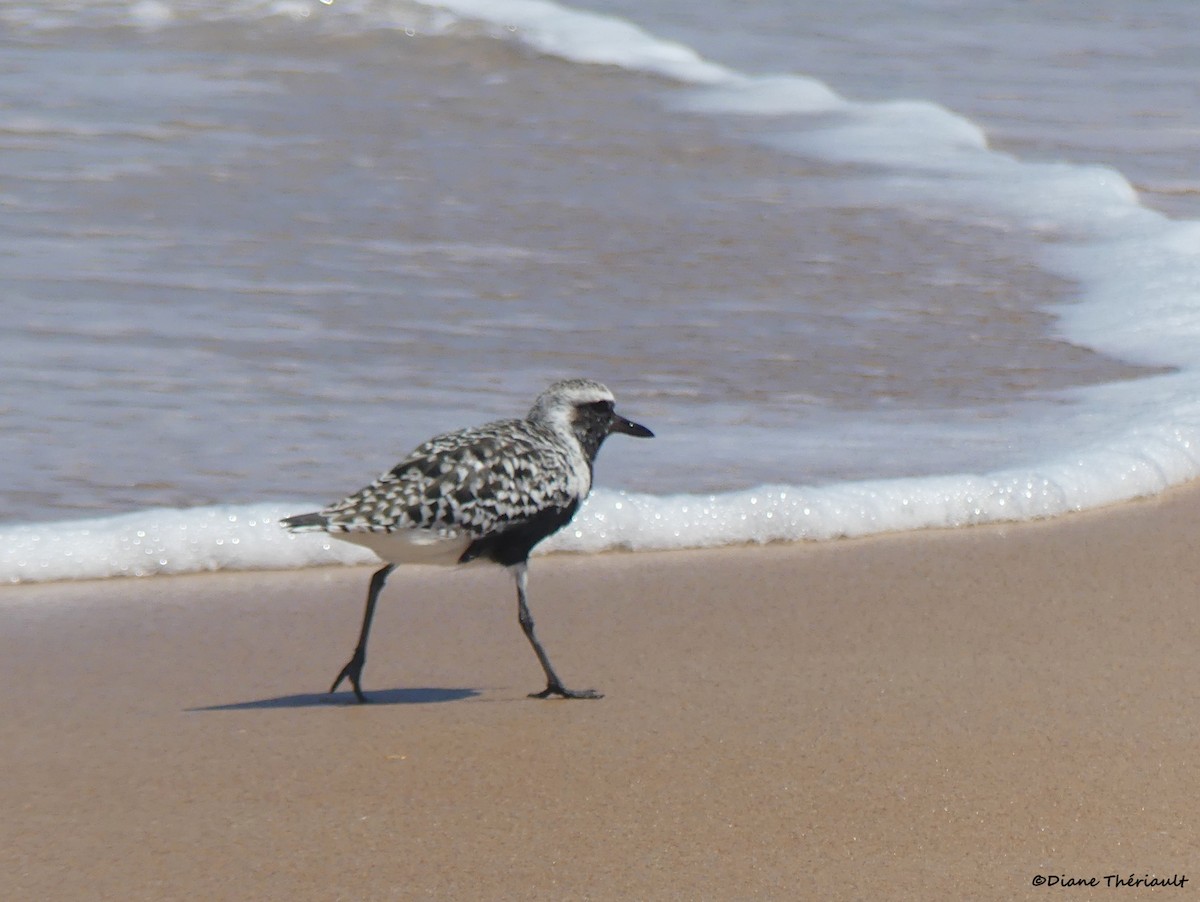 Black-bellied Plover - ML617948992