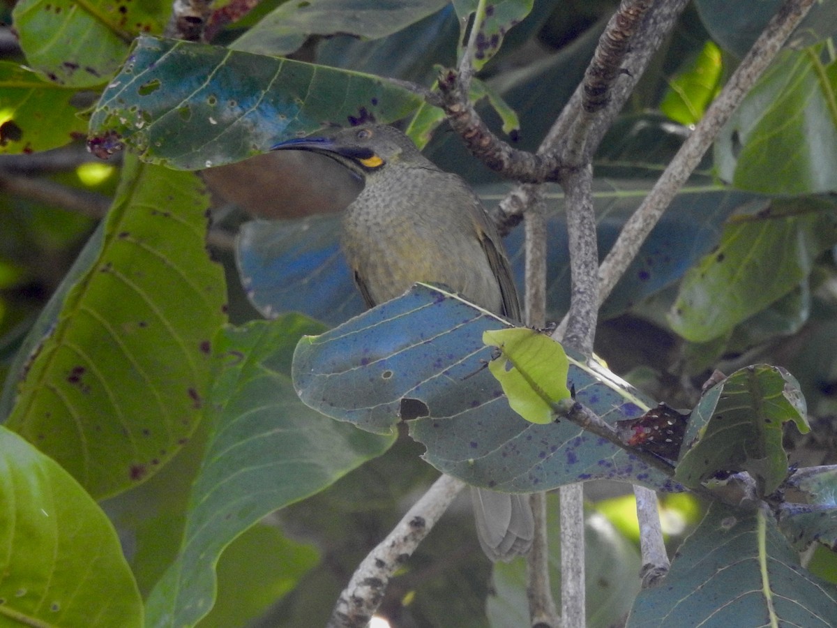 Western Wattled-Honeyeater - ML617949016