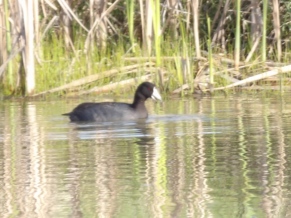 American Coot - ML617949026