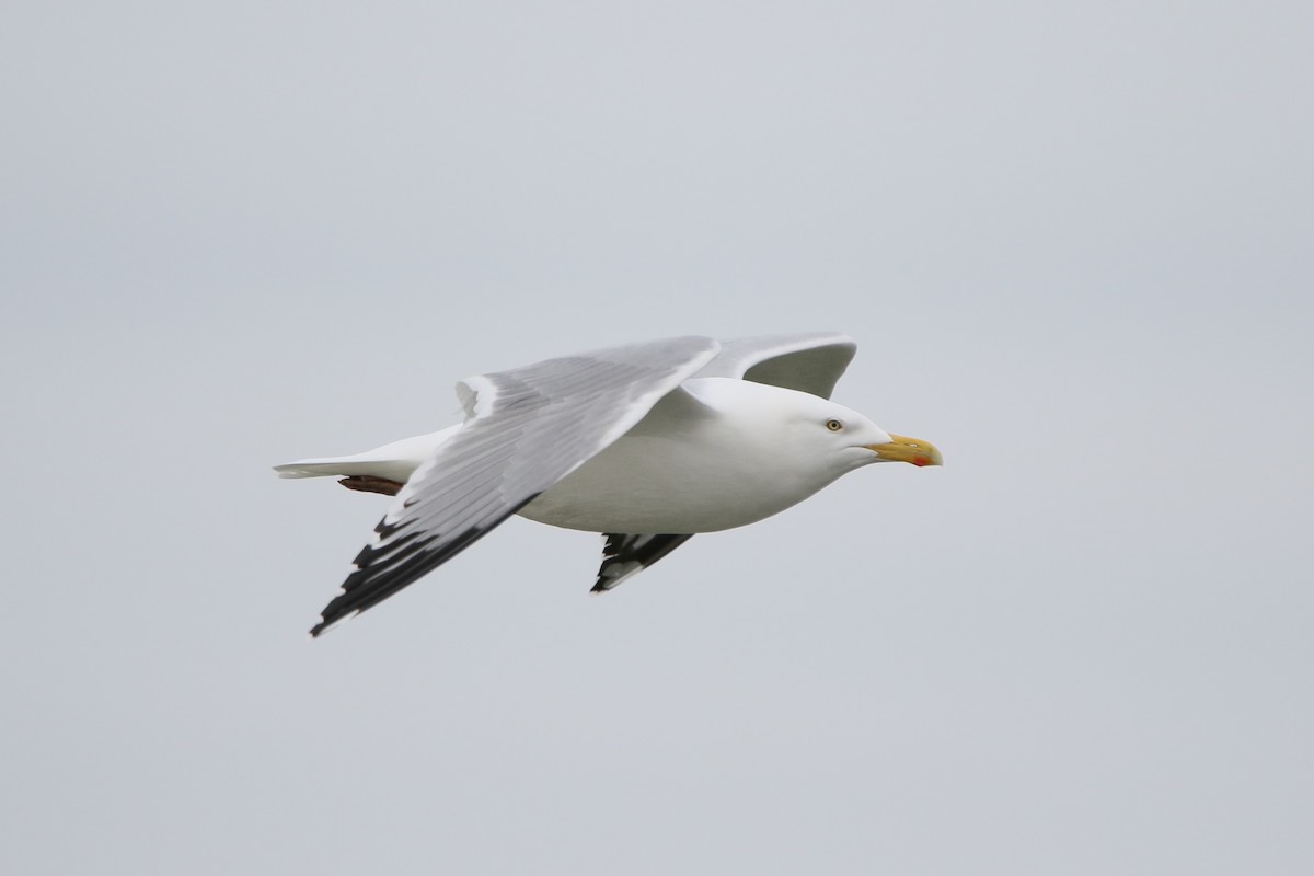 Herring Gull (American) - ML617949028