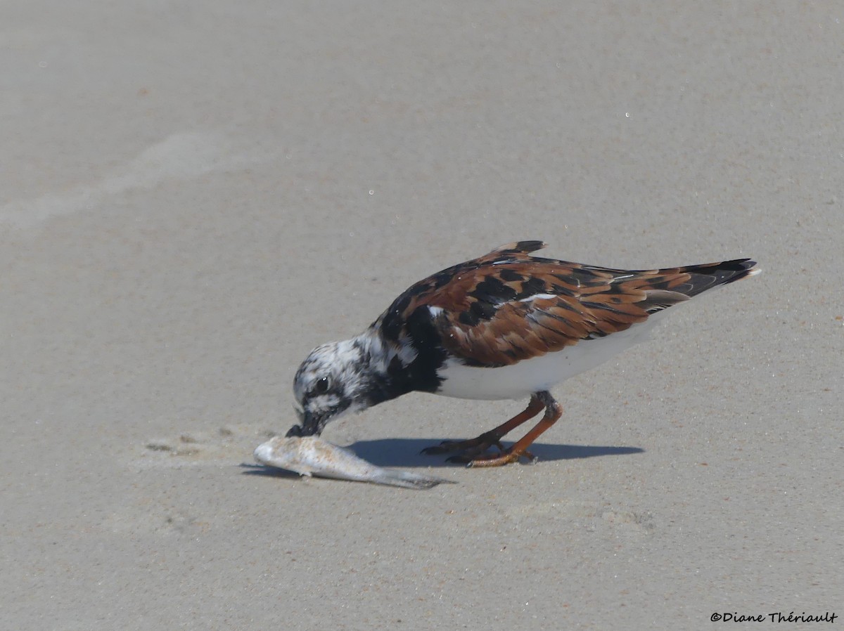 Ruddy Turnstone - ML617949036