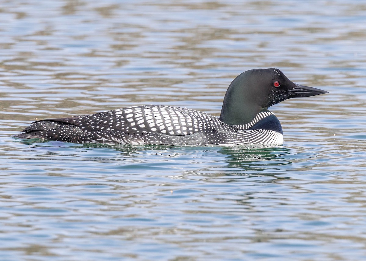 Plongeon huard - ML617949045