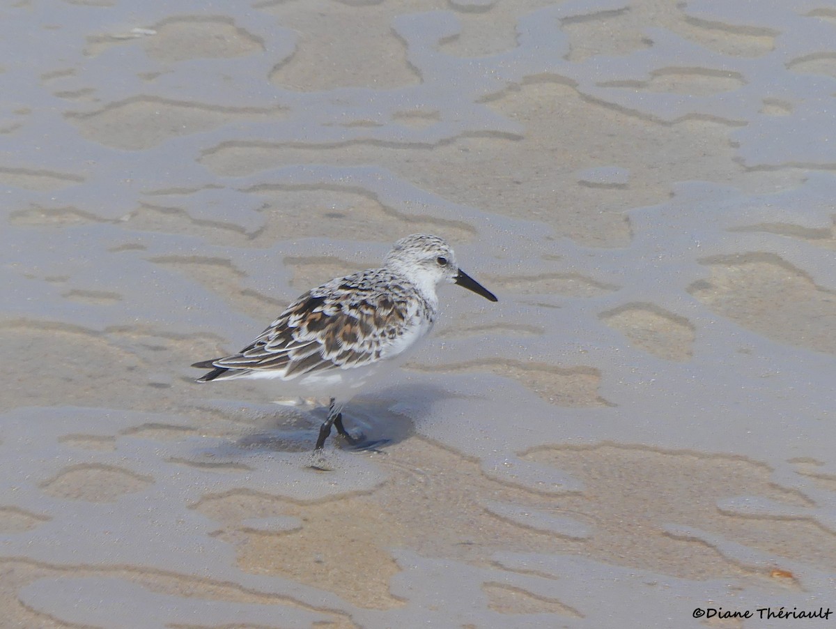 Sanderling - ML617949049