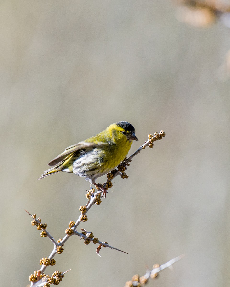 Eurasian Siskin - ML617949061