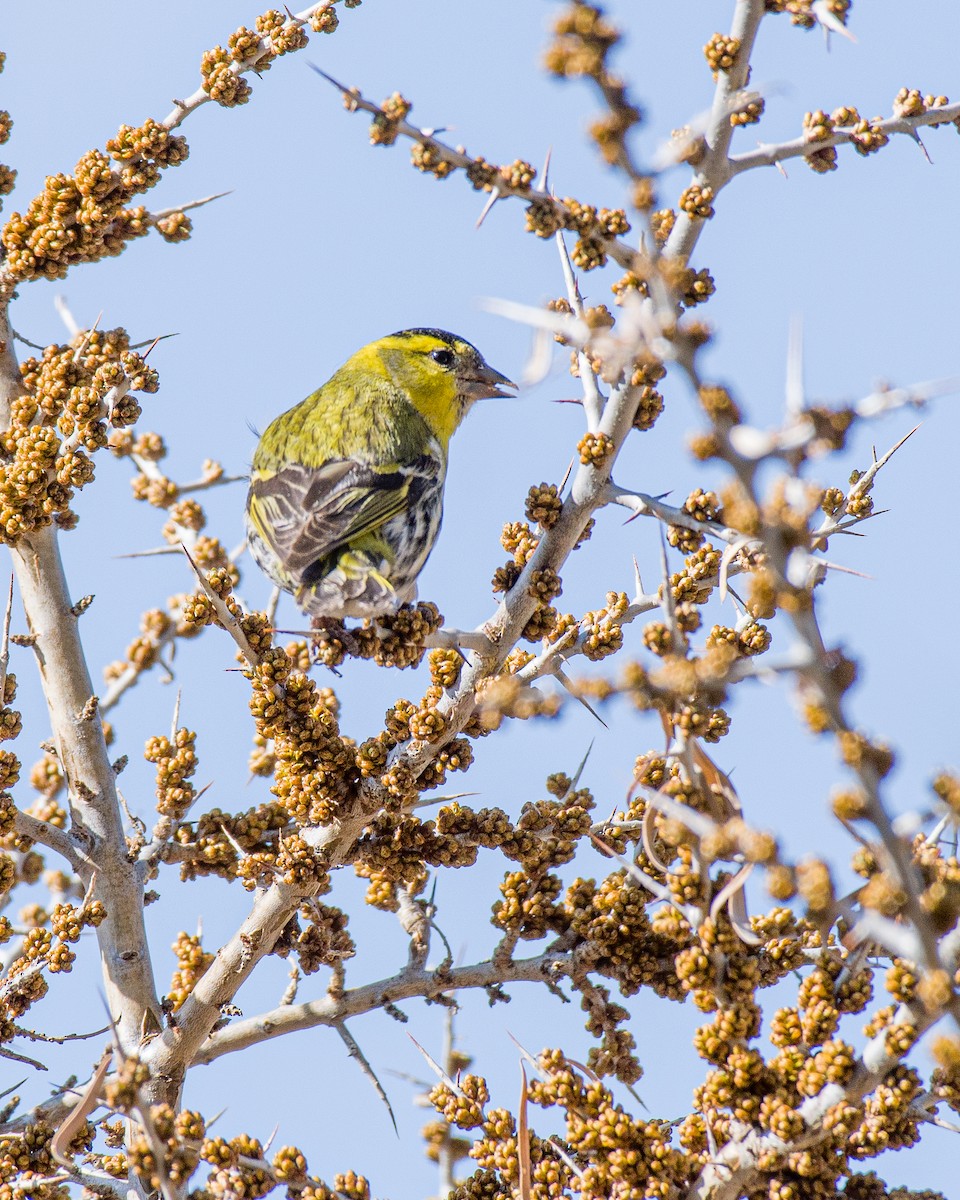 Eurasian Siskin - ML617949062