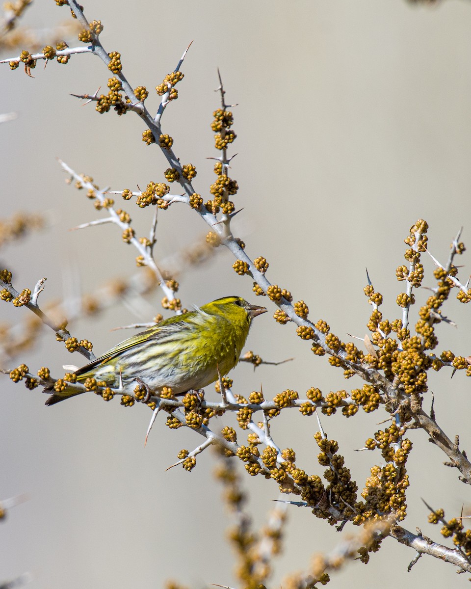 Eurasian Siskin - ML617949066