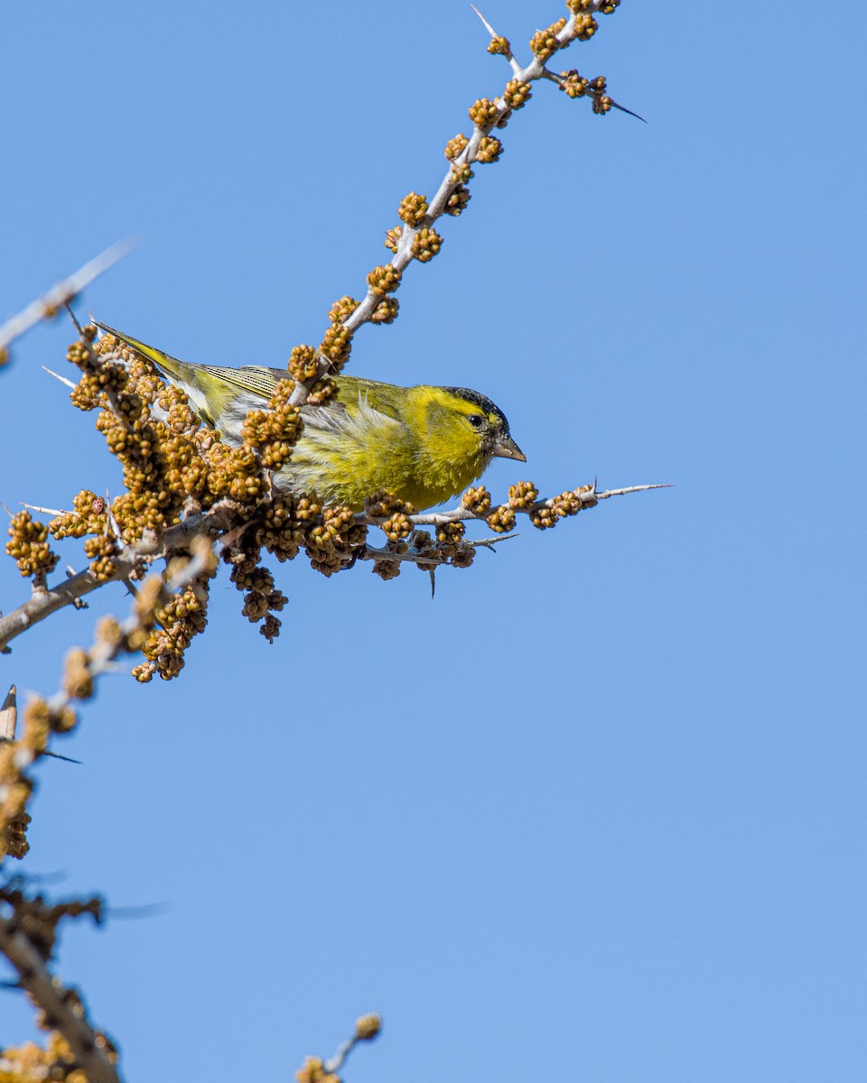 Eurasian Siskin - ML617949077