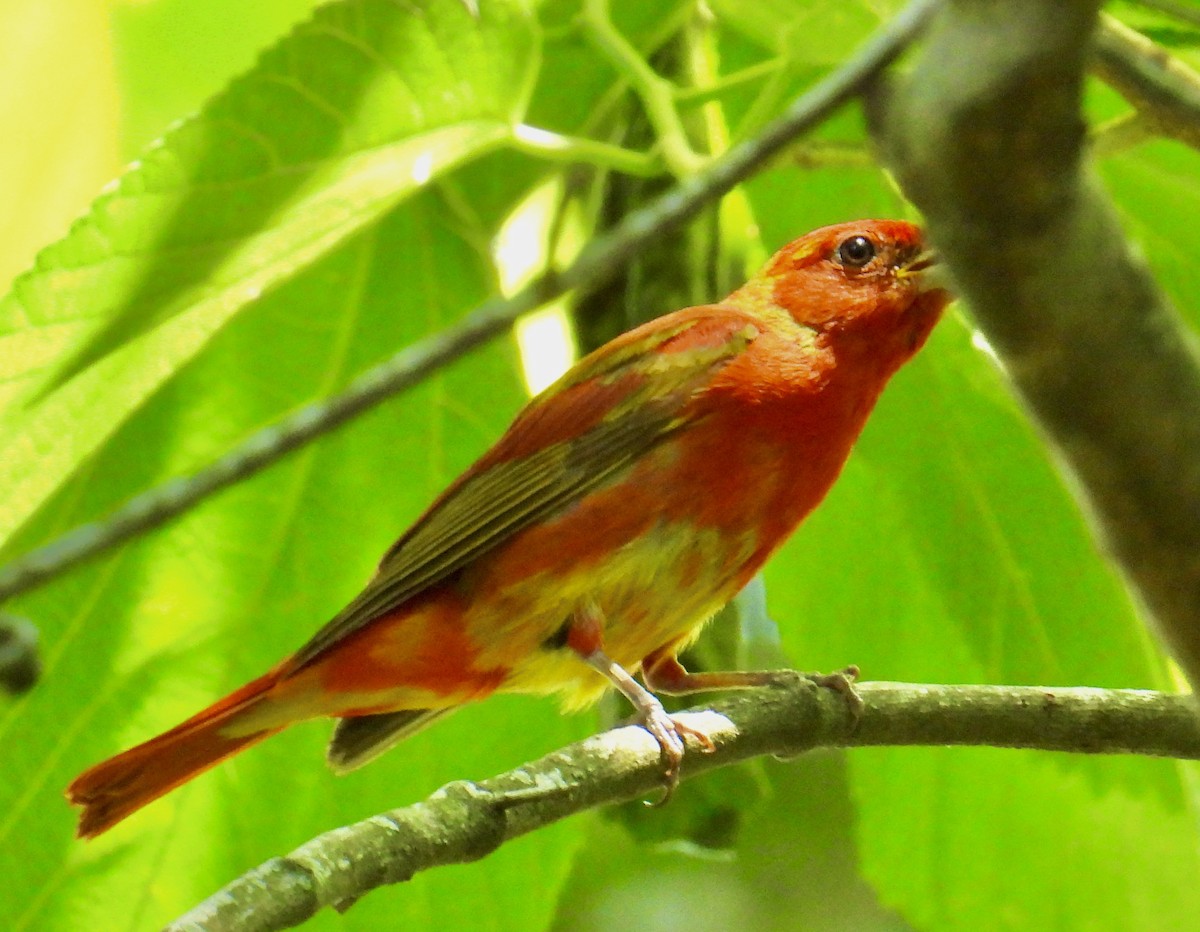 Piranga Roja - ML617949113