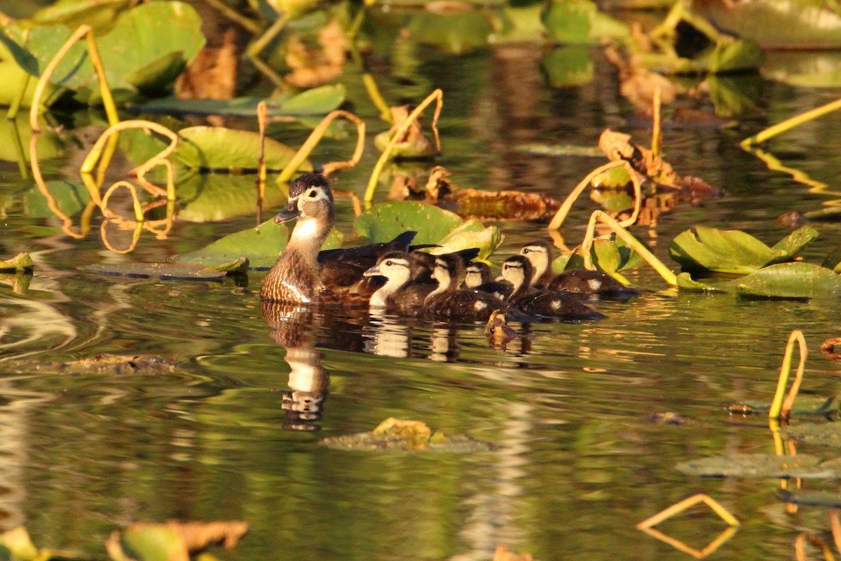 Wood Duck - ML617949130