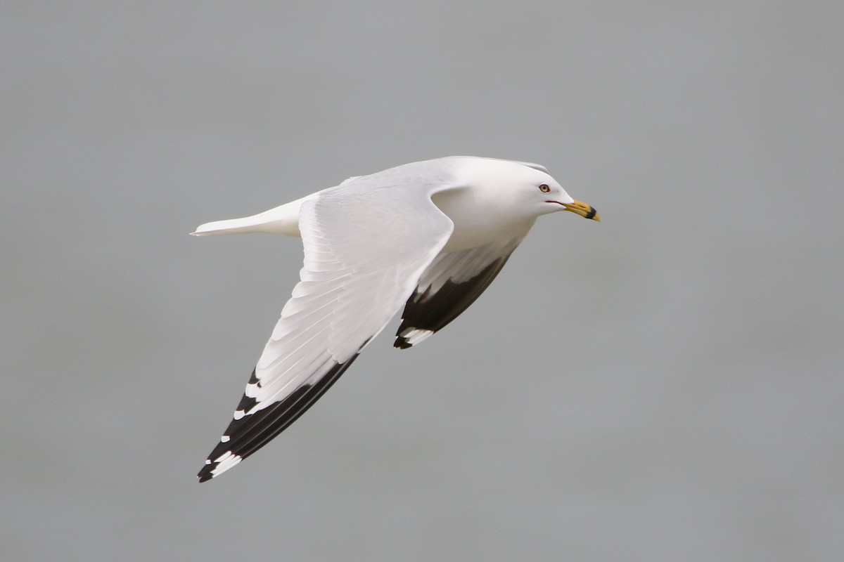 Ring-billed Gull - ML617949164