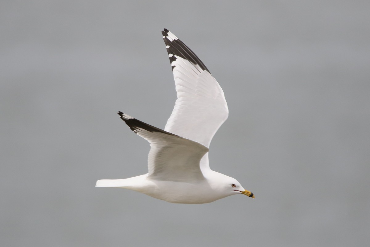 Ring-billed Gull - ML617949165