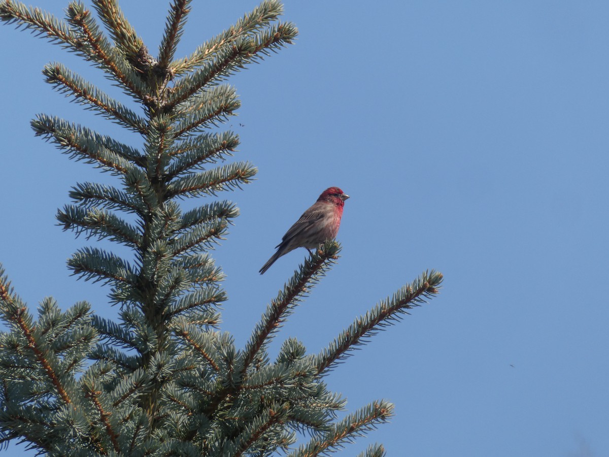 House Finch - Tess Jackes