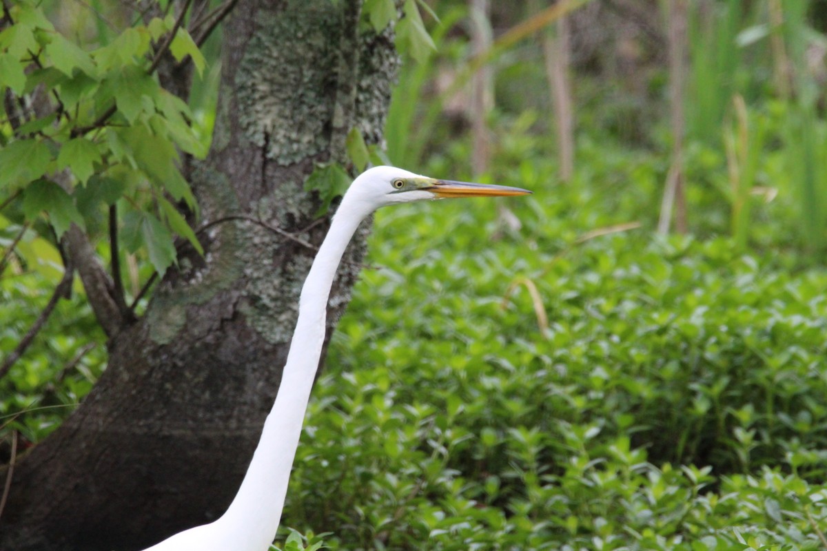 Great Egret - Tony Arnold