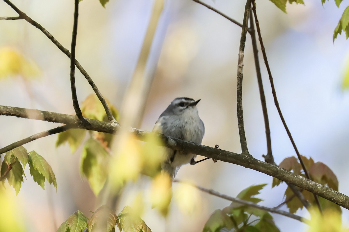 Roitelet à couronne dorée - ML617949261