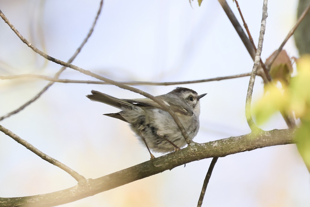 Golden-crowned Kinglet - ML617949262