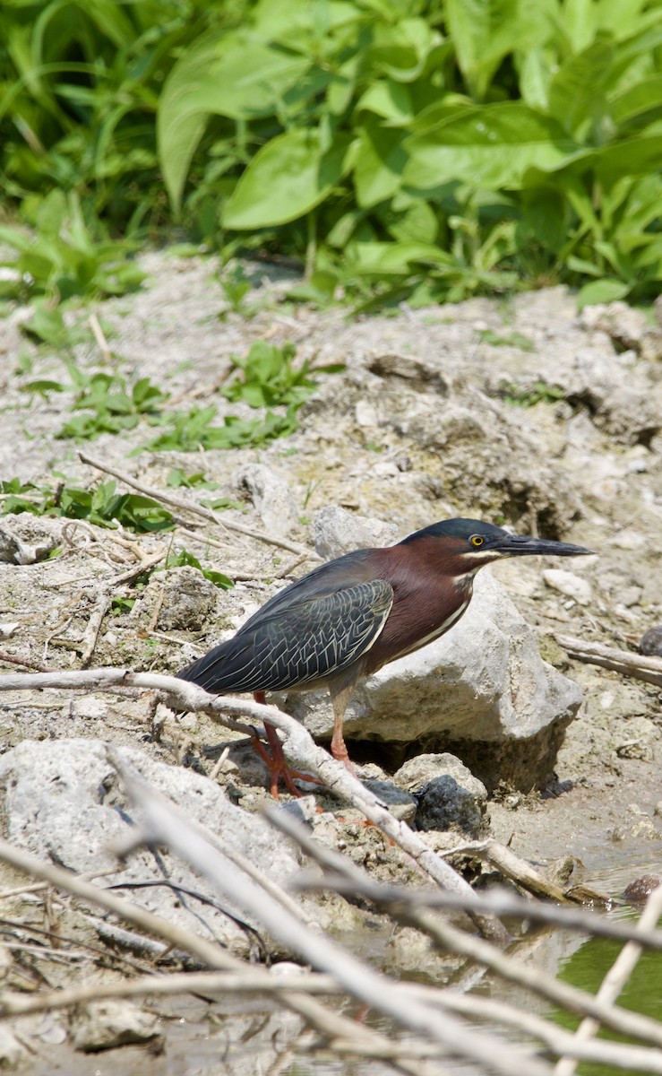 Green Heron - ML617949363