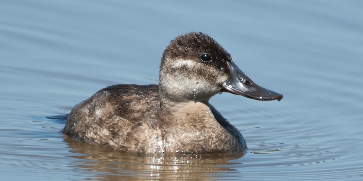 Ruddy Duck - ML617949395