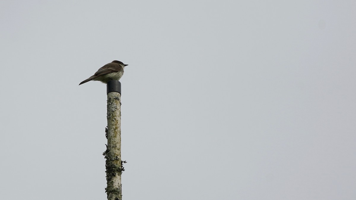 Eastern Phoebe - ML617949407