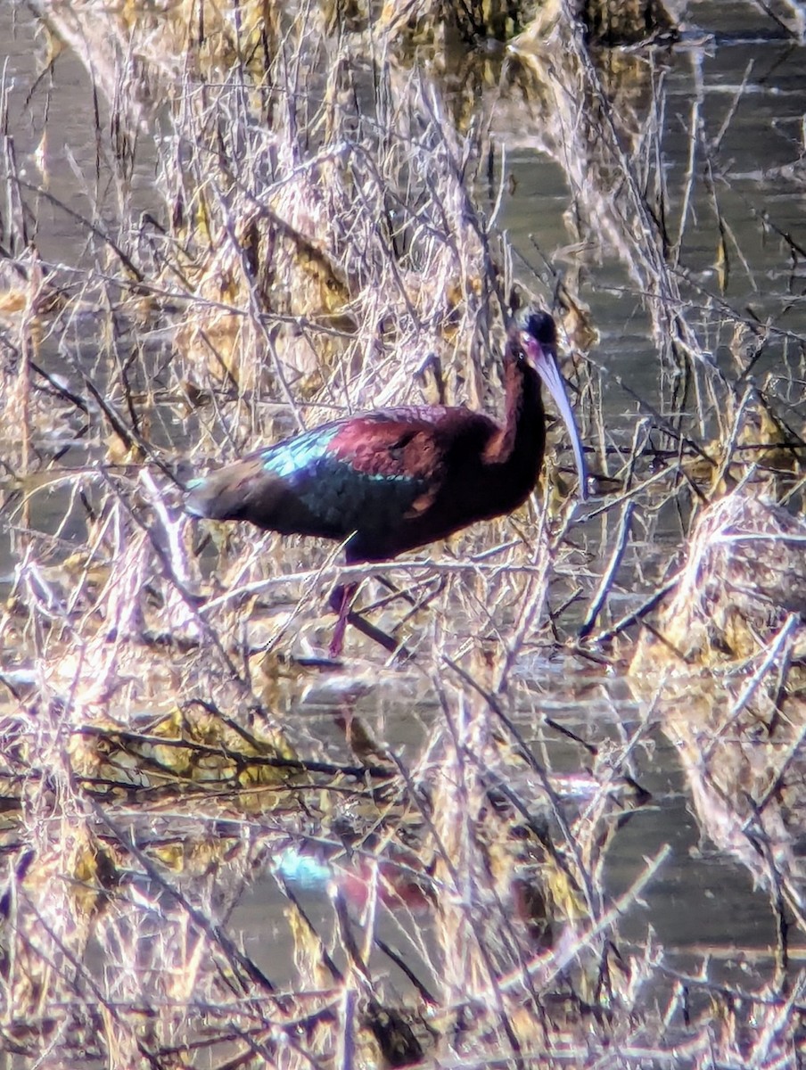 White-faced Ibis - ML617949408