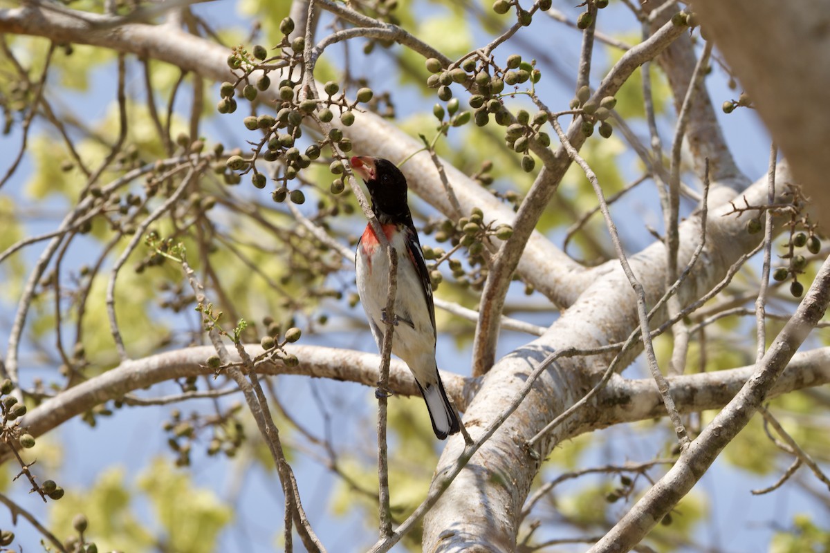 Rose-breasted Grosbeak - ML617949450