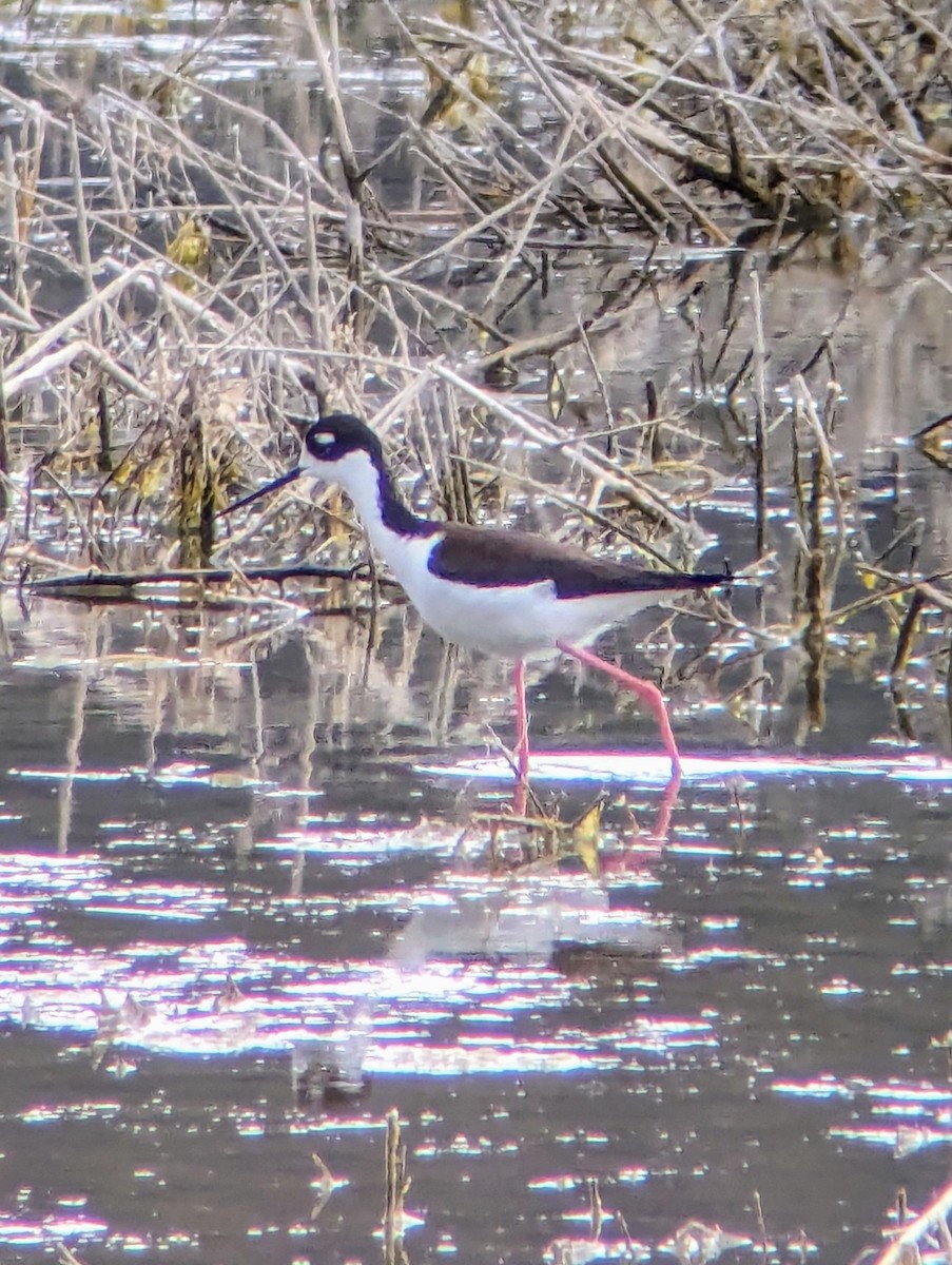 Black-necked Stilt - ML617949475