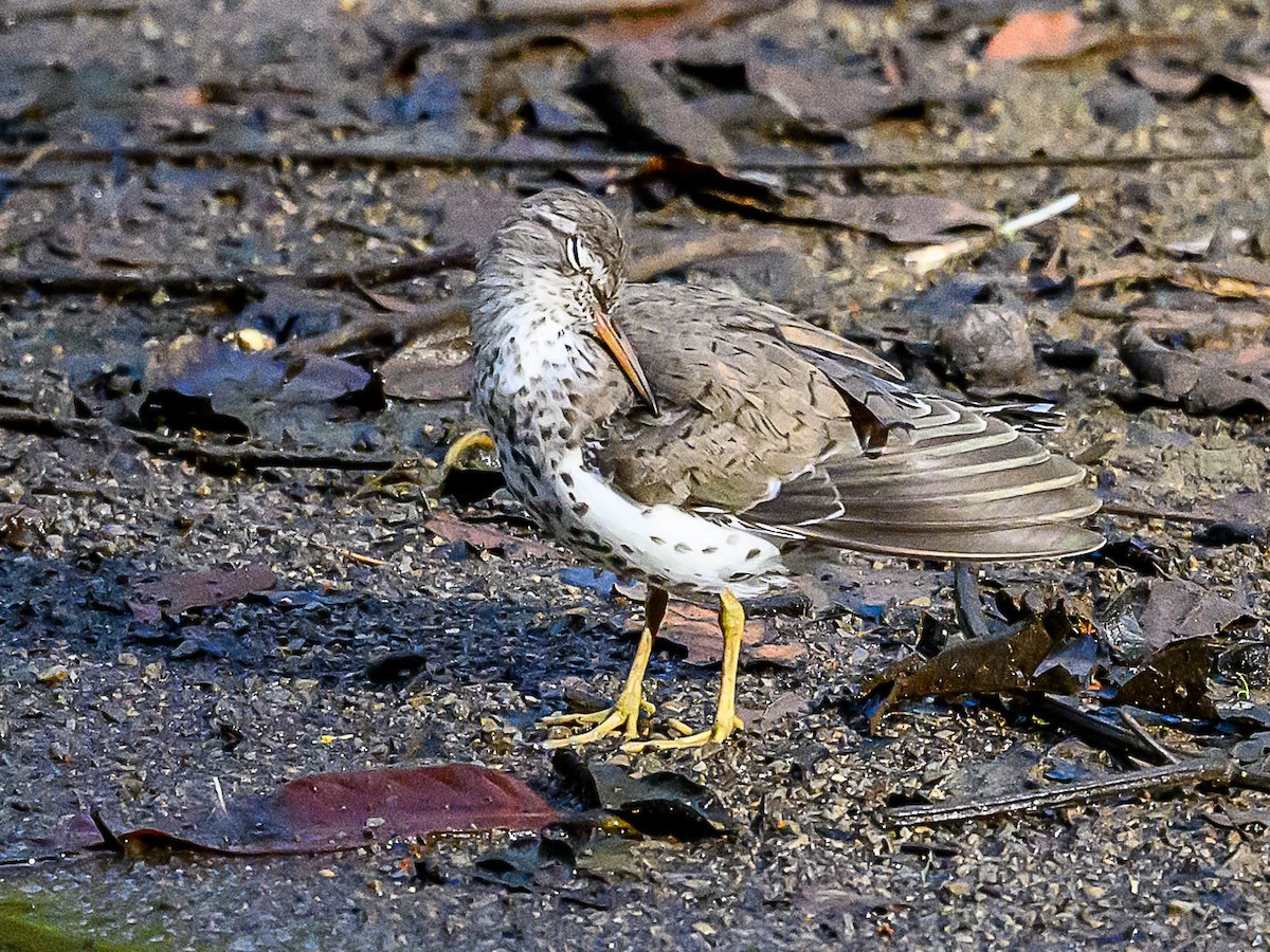 Spotted Sandpiper - ML617949483