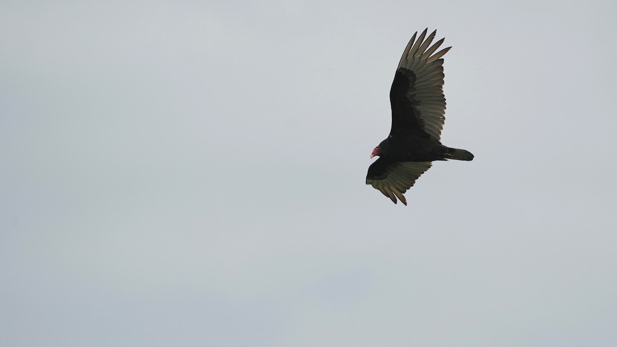 Turkey Vulture - ML617949485