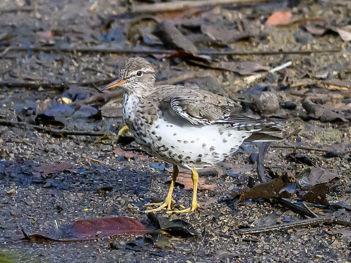 Spotted Sandpiper - ML617949499