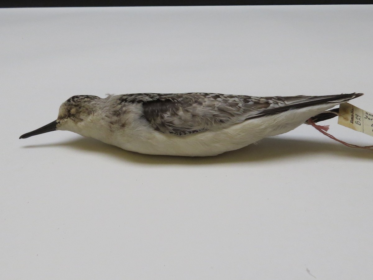 Sanderling - Muskoka Bird Records Data