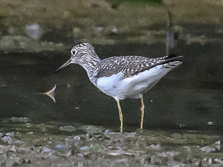 Solitary Sandpiper - ML617949518