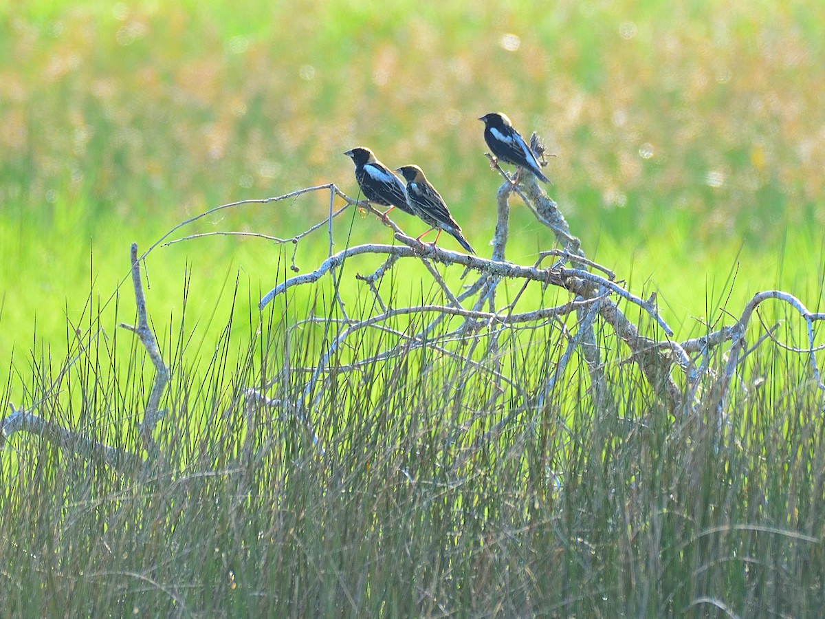 bobolink americký - ML617949544