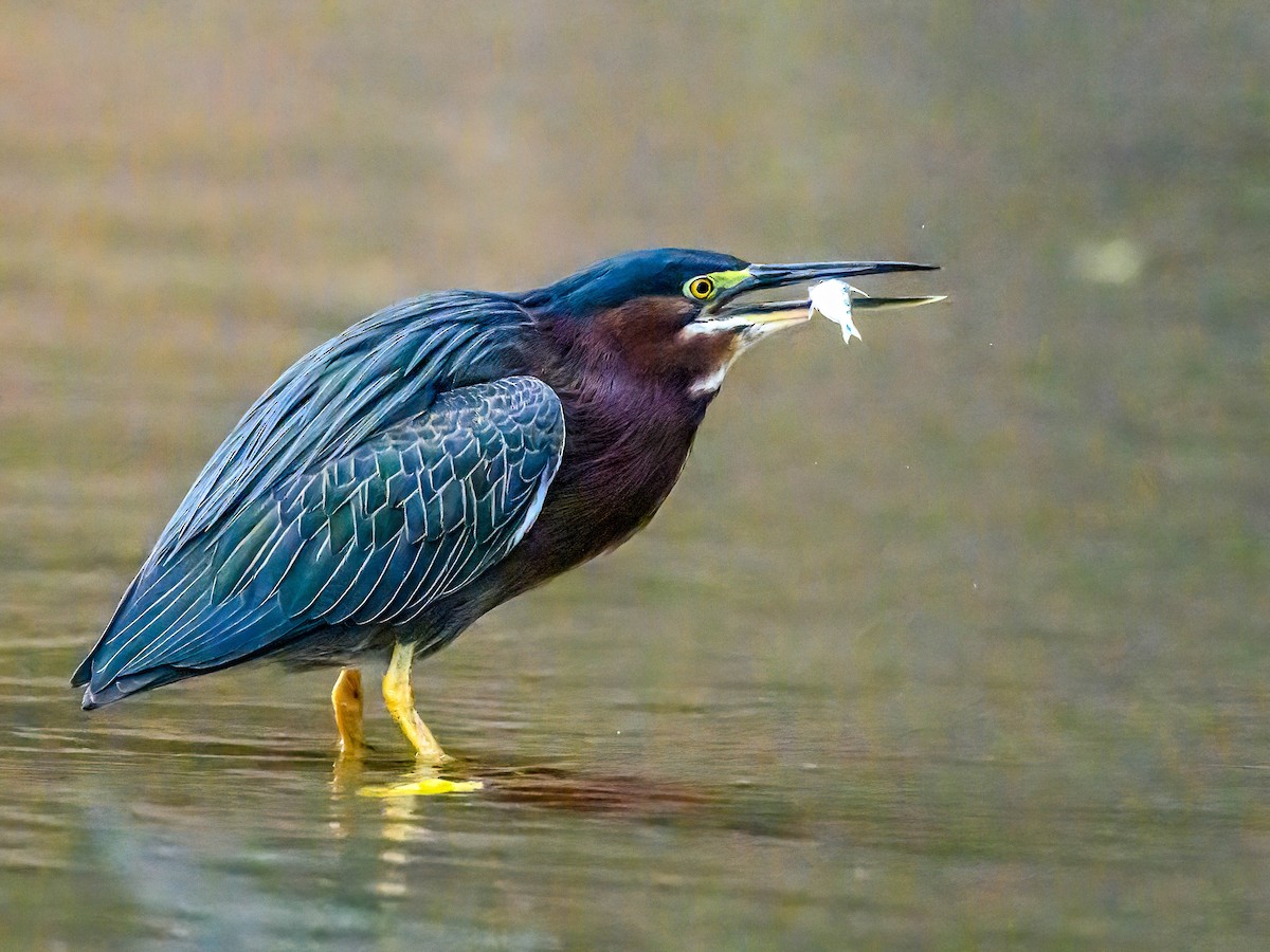 Green Heron - ML617949564