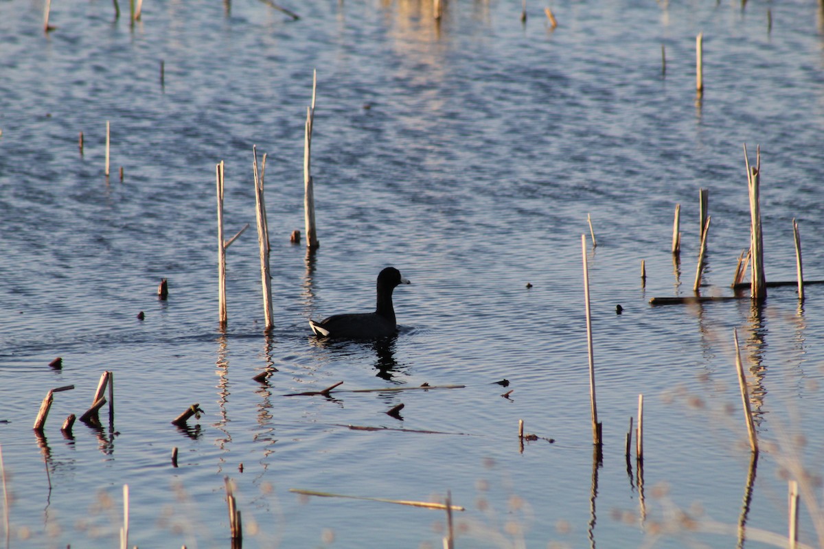 American Coot - ML617949565