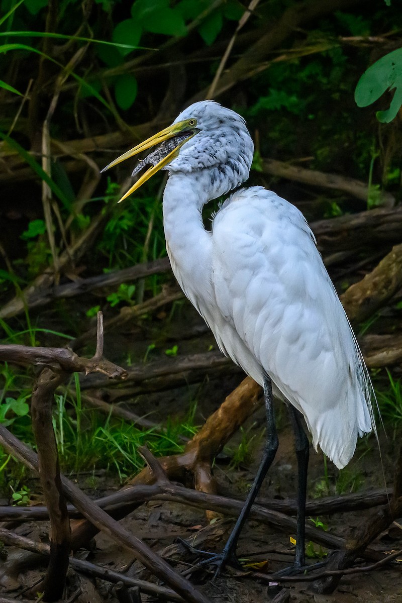 Great Egret - ML617949571