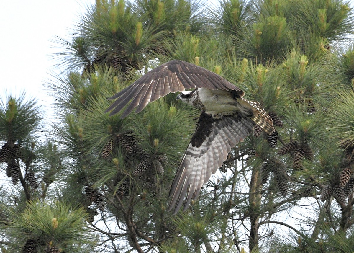 Osprey - ML617949583