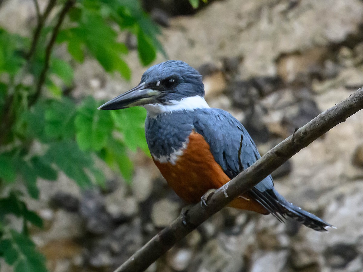 Ringed Kingfisher - ML617949607