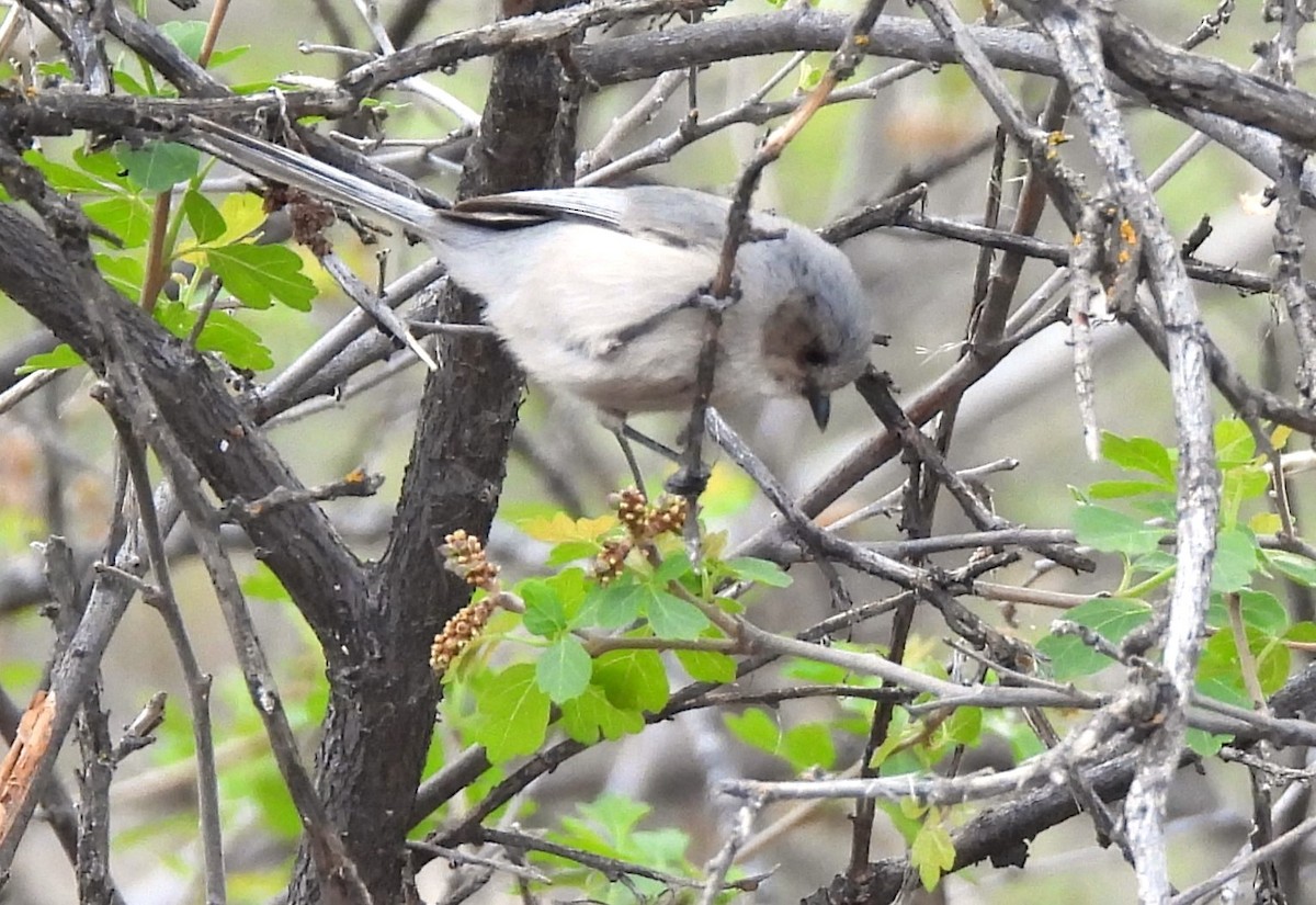 Bushtit - ML617949609