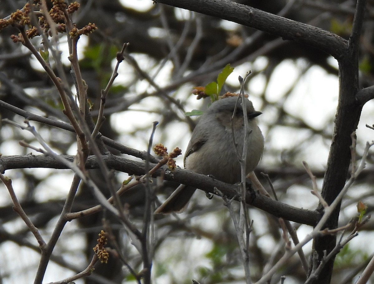 Bushtit - ML617949612