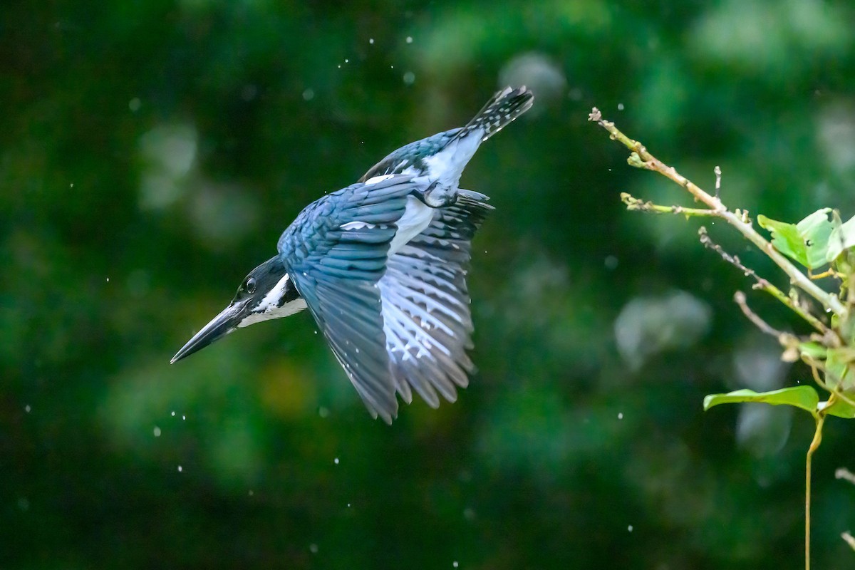 Amazon Kingfisher - ML617949616