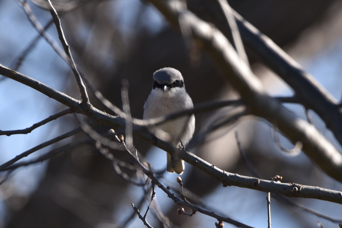 Loggerhead Shrike - ML617949617