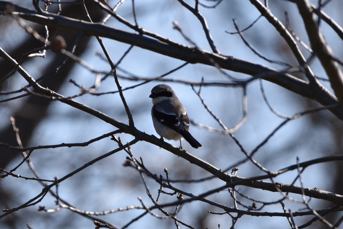 Loggerhead Shrike - ML617949618