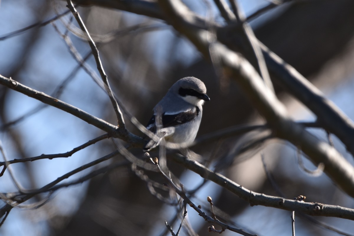 Loggerhead Shrike - ML617949621