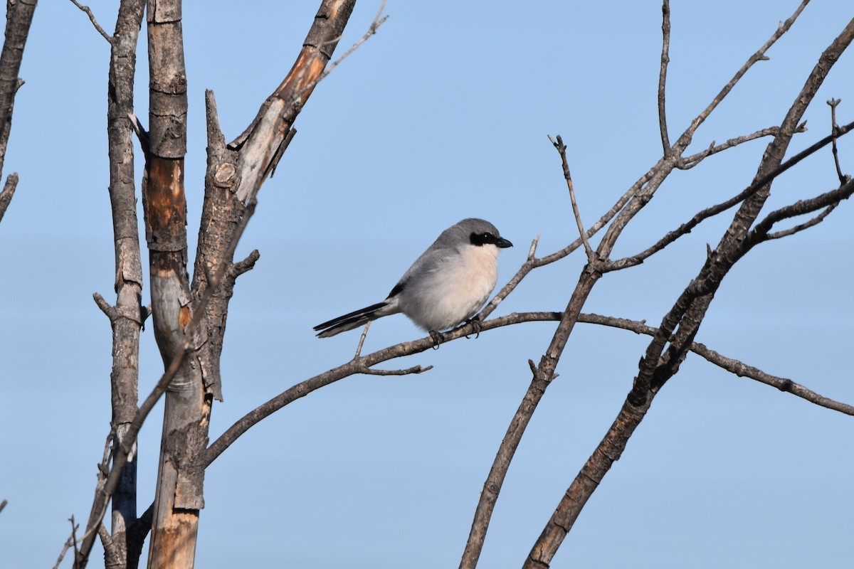 Loggerhead Shrike - ML617949623