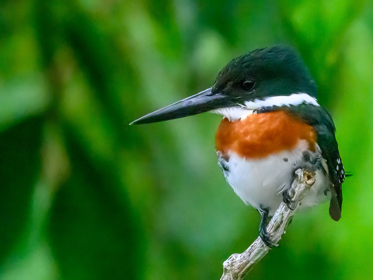 Green Kingfisher - ML617949628