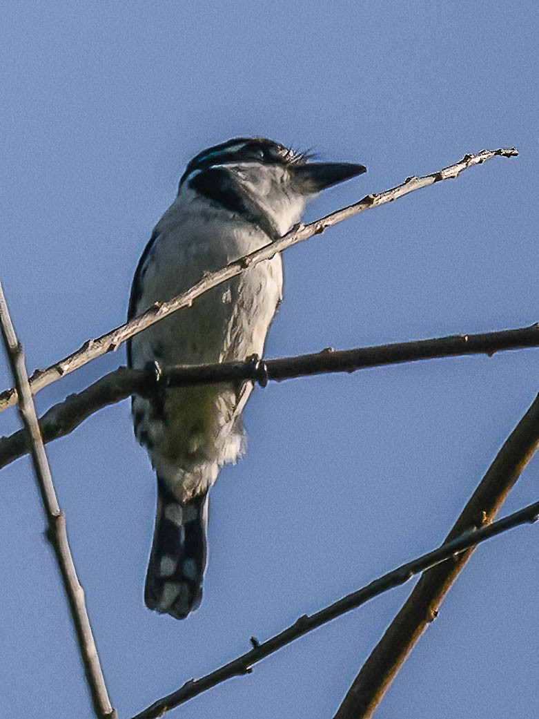 Pied Puffbird - ML617949640